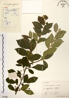 藏品(灰木)的圖片