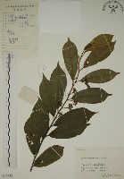 藏品(鈍齒鼠李)的圖片