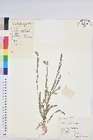 藏品(蜜柑草)的圖片