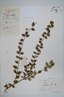 藏品(臺灣糯米條)的圖片