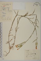 藏品(瞿麥)的圖片