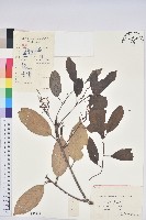 藏品(苦櫧栲)的圖片