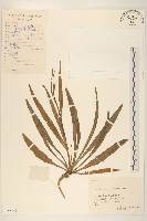 藏品(兔仔菜)的圖片