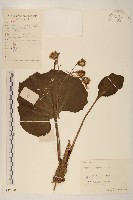 藏品(山菊)的圖片