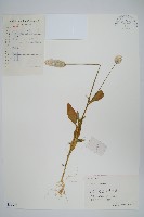 藏品(青葙)的圖片