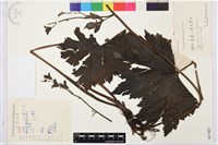 藏品(瓜葉烏頭)的圖片