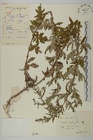 藏品(林艾蒿)的圖片