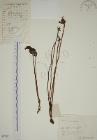 藏品(野菰)的圖片