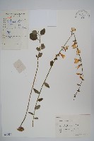 藏品(杏葉沙參)的圖片