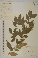 藏品(衛矛)的圖片