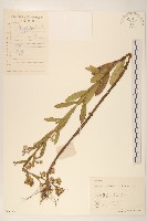 藏品(六角草)的圖片