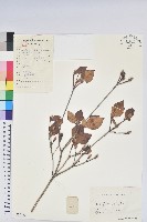 藏品(守城滿山紅、馬禮士杜鵑)的圖片