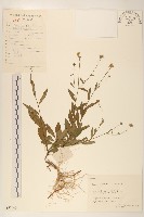 藏品(雞兒腸)的圖片