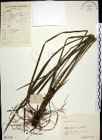 藏品(麥門冬)的圖片