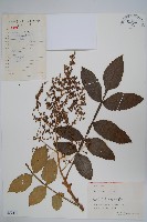 藏品(鹽膚木)的圖片