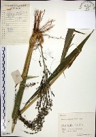 藏品(棕葉狗尾草)的圖片