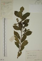 藏品(鈍齒鼠李)的圖片