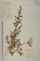 藏品(艾蒿)的圖片