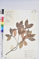 藏品(鹿角杜鵑、西施花、青紫木)的圖片