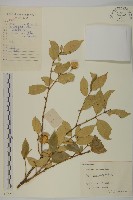 藏品(石棗子)的圖片