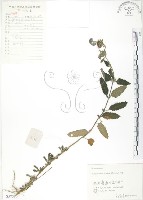 藏品(灰葉蕕)的圖片