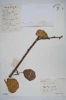 藏品(獼猴桃、奇異果)的圖片