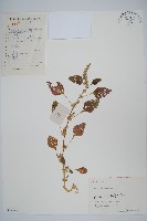 藏品(雁來紅、紅莧、老少年)的圖片