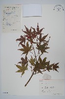 藏品(雞爪槭)的圖片