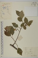 藏品(哥蘭葉)的圖片