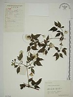 藏品(小木通)的圖片