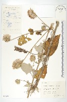 藏品(臺灣青木香)的圖片