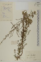 藏品(牡蒿)的圖片