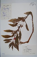 藏品(鳳仙花)的圖片
