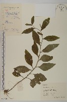 藏品(煙管草)的圖片