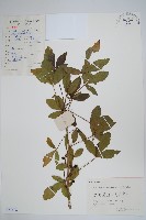 藏品(五加)的圖片