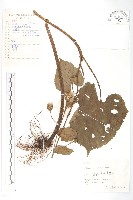 藏品(心葉鳳毛菊)的圖片