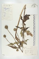 藏品(續斷)的圖片