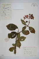 藏品(莢迷)的圖片