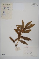 藏品(長柱小蘗)的圖片