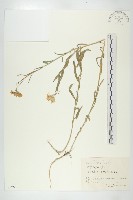 藏品(糖芥)的圖片