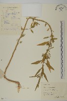 藏品(臭杏、土荊芥)的圖片