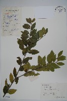 藏品(假黃楊)的圖片