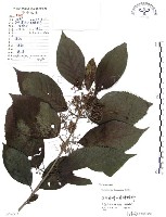 藏品(杜虹花，台灣紫珠)的圖片