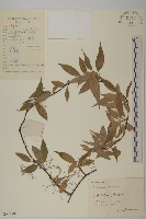 藏品(永瓣藤)的圖片