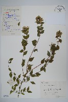 藏品(臺灣糯米條)的圖片