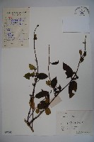 藏品(忍冬、金銀花)的圖片