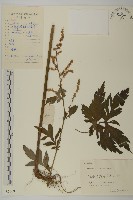 藏品(林艾蒿)的圖片