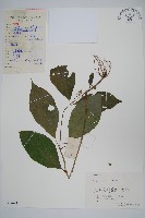 藏品(牛膝)的圖片