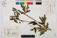 藏品(烏頭)的圖片