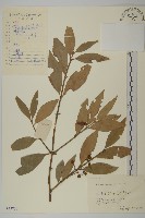 藏品(刺果衛矛)的圖片